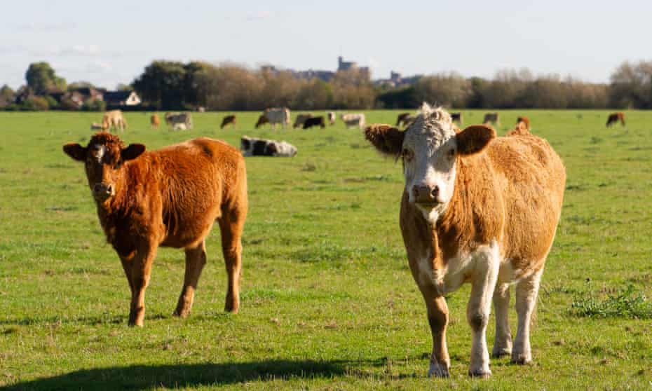 Cattle in England. Ammonia is released from livestock manure and urine and the overuse of synthetic nitrogen fertilisers.