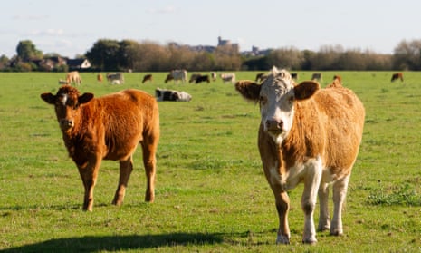 Cattle in England. Ammonia is released from livestock manure and urine and the overuse of synthetic nitrogen fertilisers.