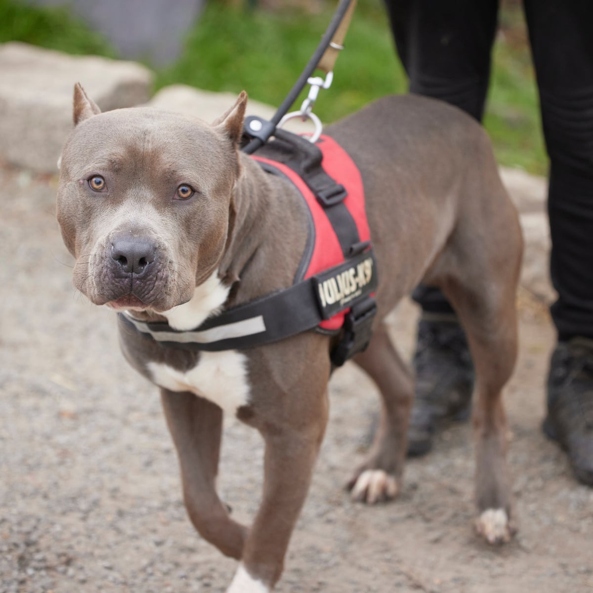 American XL bully dog will be banned, says Rishi Sunak, Animals