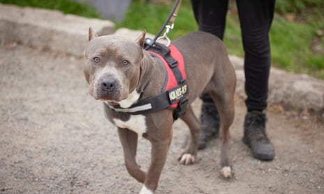 American Bully: Rishi Sunak bans American bully XL dogs: What will