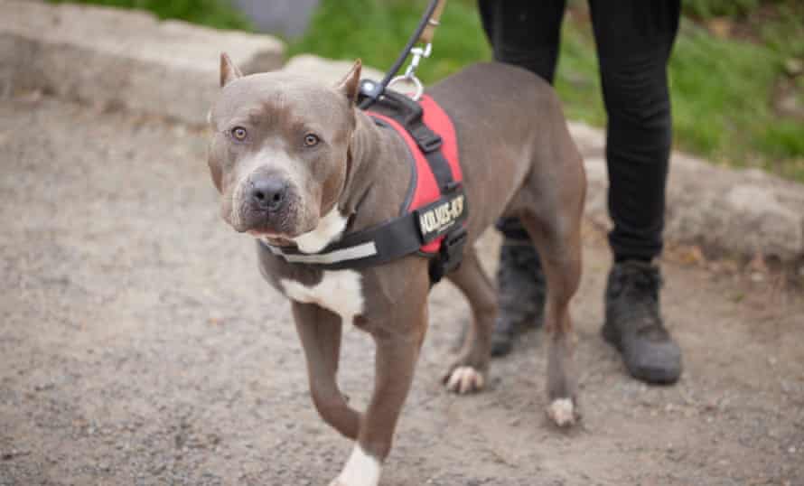 Spike the XL bully.