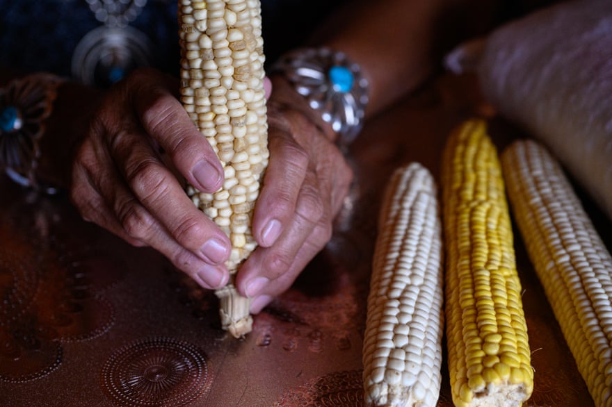 Corn grown by Bertha and Allen Etsitty.