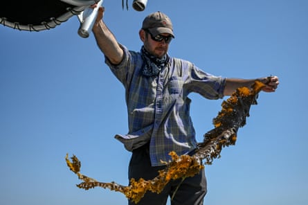 Sean Barrett, the founder of Montauk Seaweed Supply Company, holds freshly harvested sugar kelp.