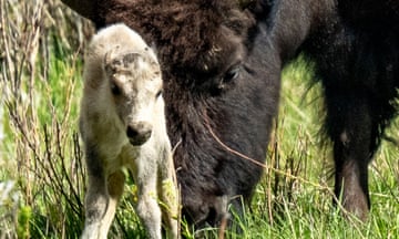 A rare white buffalo calf