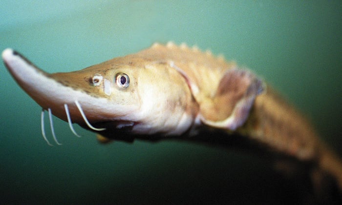 Hudson River Shows Signs Of Rebound After Decades As New York S Sewer New York The Guardian