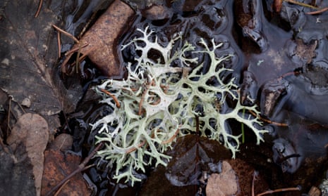 An evernia (a bushy lichen) flourishes in the ancient Białowieża forest in Poland.