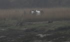 Body parts of French family of four found at farm of accused