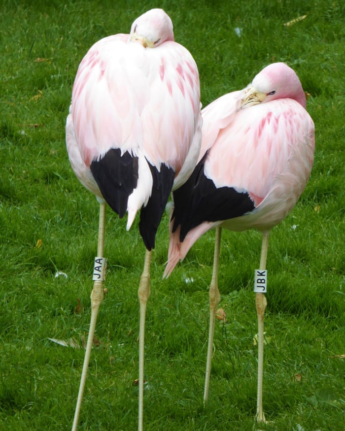 Friendship Groups Could Help Flamingos Stay In The Pink Study