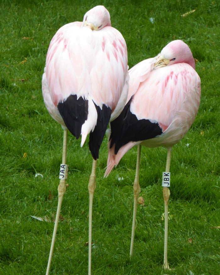 Friendship Groups Could Help Flamingos Stay In The Pink Study