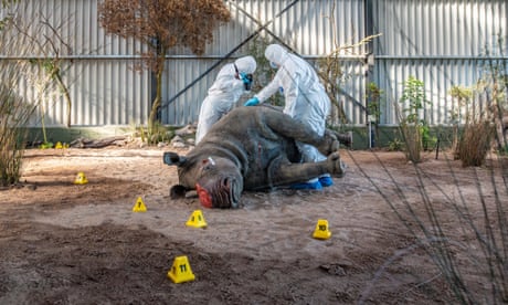 Students investigate wounds on a stuffed rhino at the Wildlife Forensic Academy in Buffelsfontein, South Africa