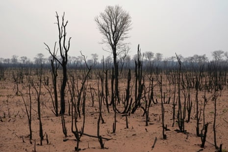 A burned forest