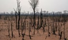 Global rainforest loss continues at rate of 10 football pitches a minute