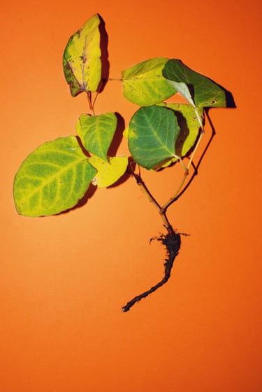 Japanese knotweed with attached rhizome