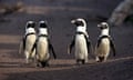 Jackass Penguin, Stony Point, Betty's Bay, Western Cape, South Africa, Africa / (Spheniscus demersus)<br>FKNHCP Jackass Penguin, Stony Point, Betty's Bay, Western Cape, South Africa, Africa / (Spheniscus demersus)