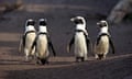 Adelie penguins in Antarctica.