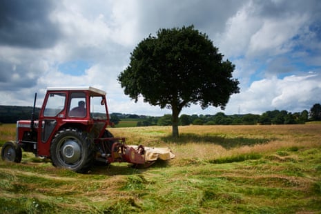 Oak tree and tractor, July 2016