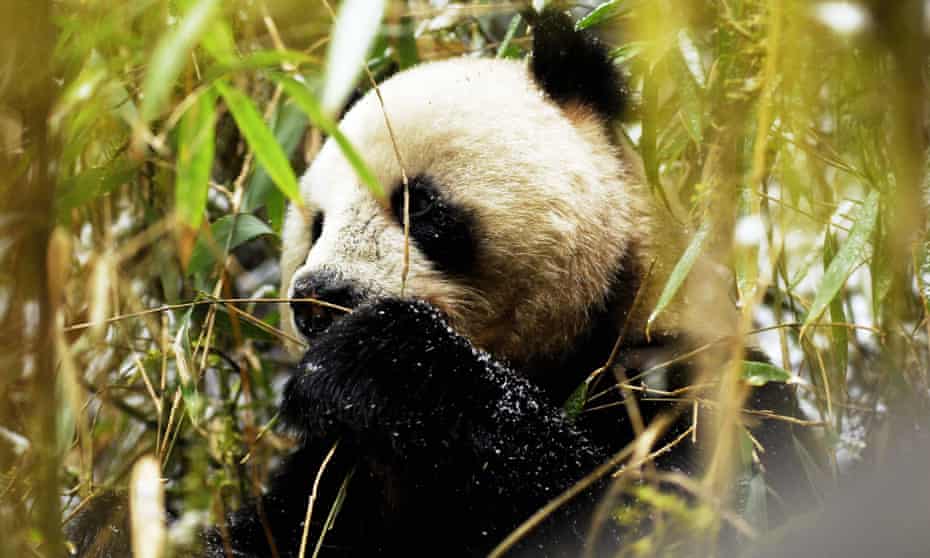 A wild giant panda in China