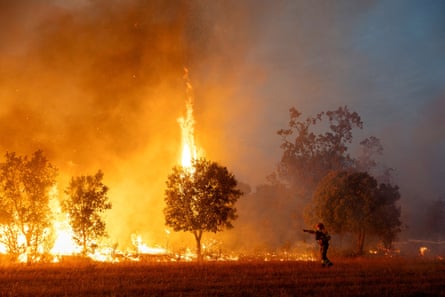 Flames and burning trees