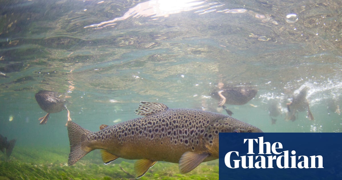 Pesticides may drastically shorten fish lifespans, study finds