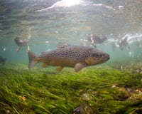 A trout swimming through water.
