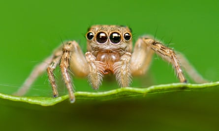 A close-up of a jumping spider on a leaf