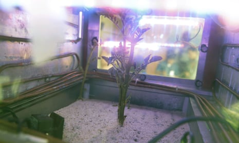 A potato plant grows inside a Mars simulator in Lima, Peru on 16 March 2017.