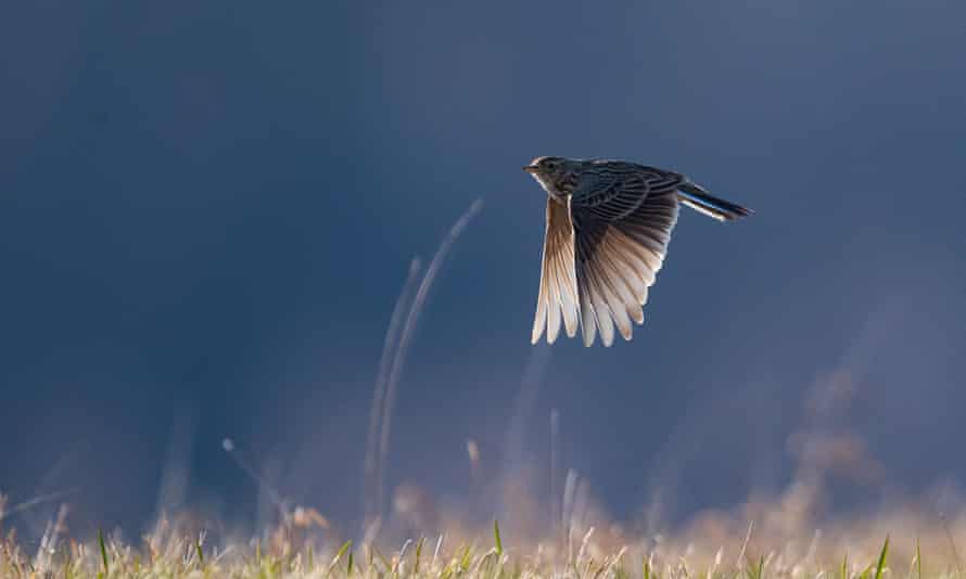 Skylark numbers have fallen 40% in the last 50 years, according to Friends of the Earth.