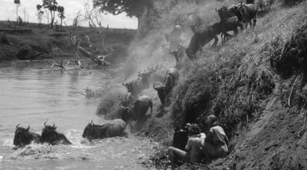 Alan and Joan Root filming wildebeest crossing the Mara river between Tanzania and Kenya.