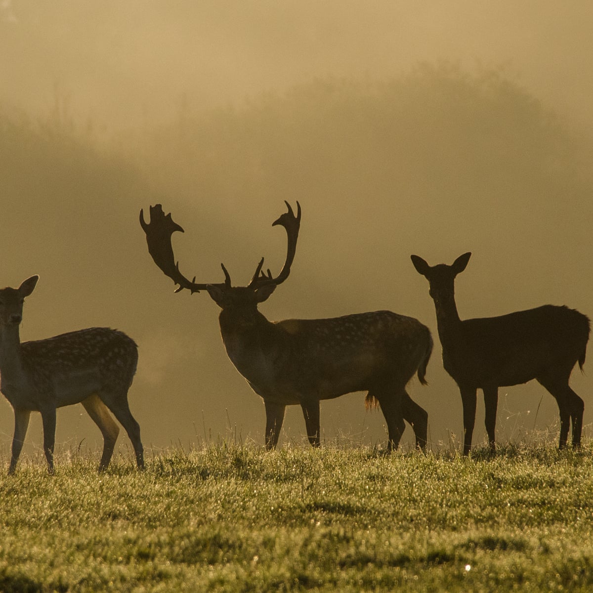 From Dolphins To Rewilding 11 Environment Friendly Holidays For 2021 Green Travel The Guardian Usmc Holiday Schedule 2022 West
