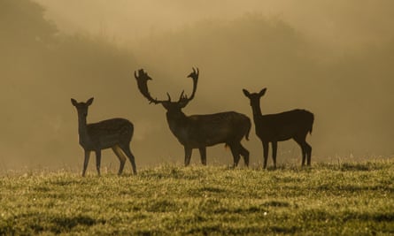 Fallow Deer on the Knepp Castle Estate, West Sussex.