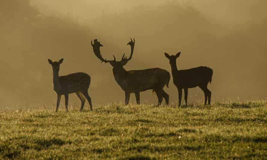 Deer on the Knepp Castle estate, West Sussex.