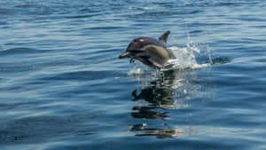 A dolphin leaps out of the water in the Eastern Cape of South Africa