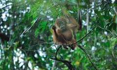 Baby Sumatran orangutan at Mount Leuser National Park, northern Sumatra