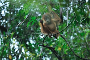 A baby Sumatran orangutan at Mount Leuser National Park, in northern Sumatra, Indonesia.