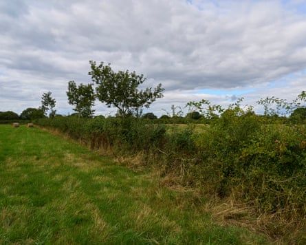 A hedgerow at Rosewood Farm