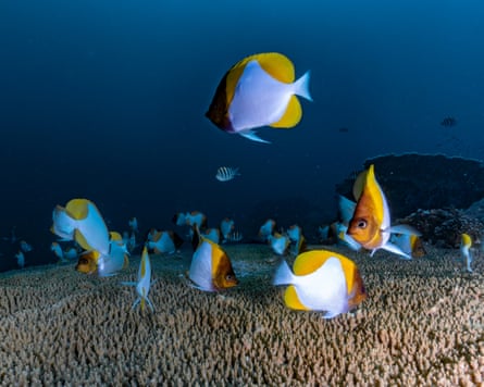 Pyramid butterflyfish in Bali, Indonesia.