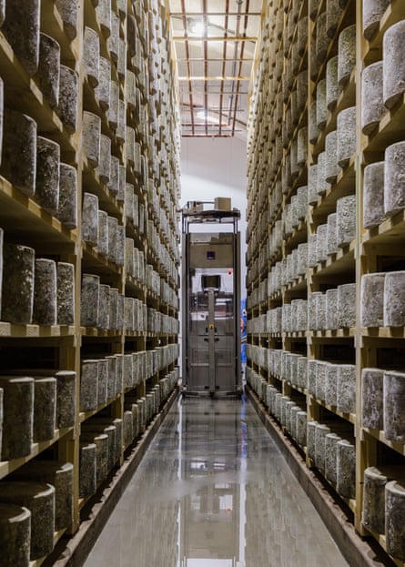A storage until full of wheels of cheese on shelves