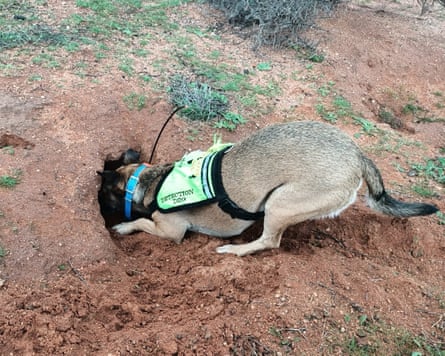 JoJo flushes rabbits from the landscape and detects warrens.