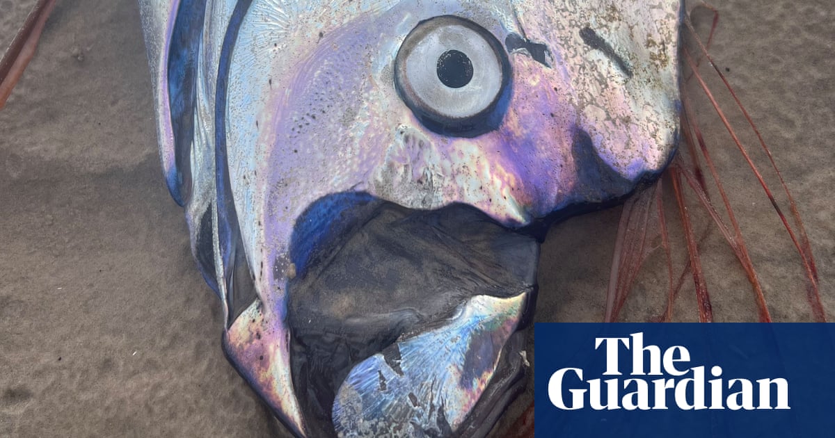 Rarely seen metres-long doomsday' oarfish washes up on Tasmania's wild west coast