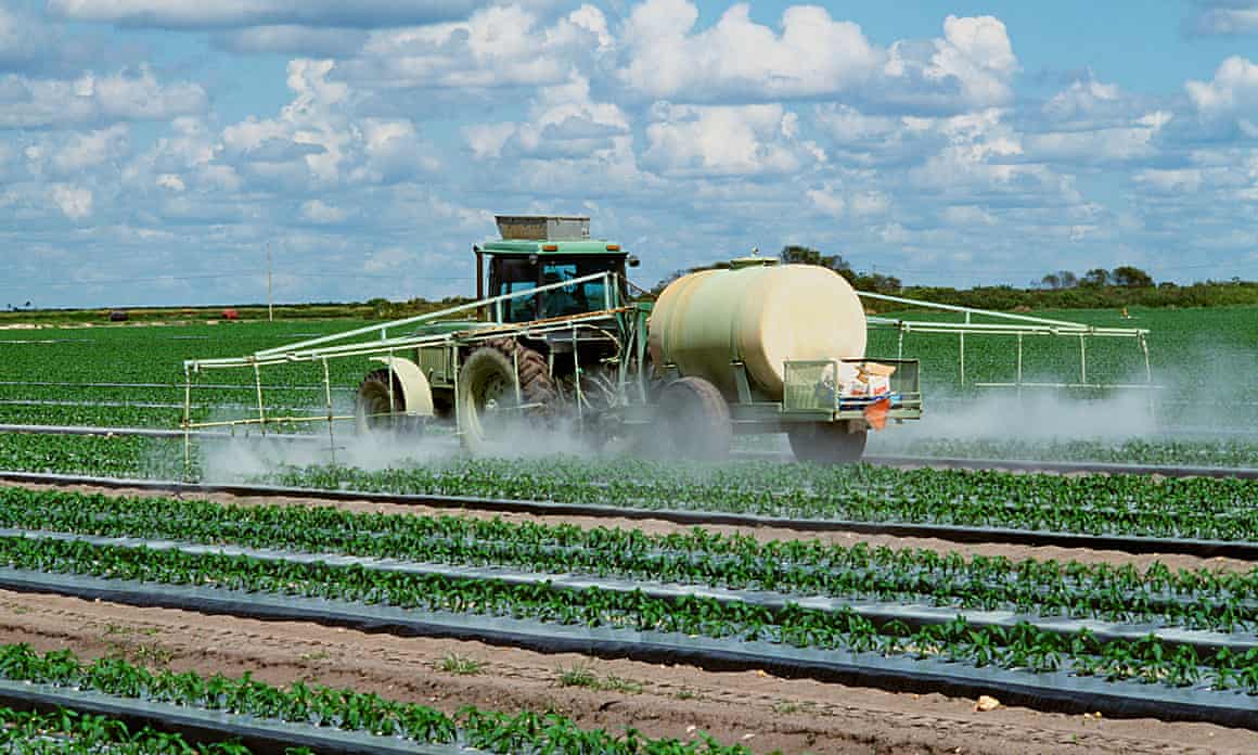 Pesticides sprayed on bell pepper plants in Florida.