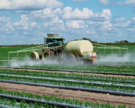 Fungicide and insecticide sprayed on a field of bell pepper plants in Florida.