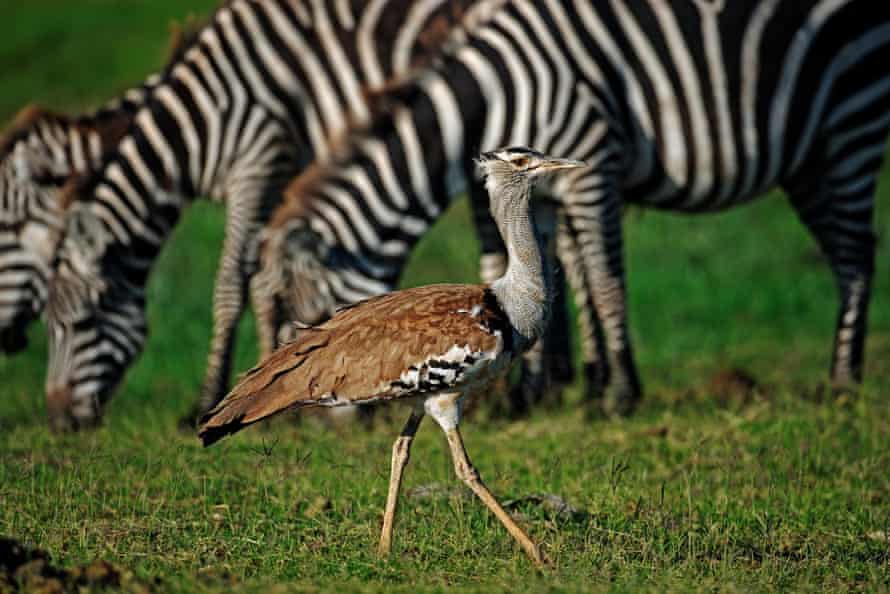 Kori bustard