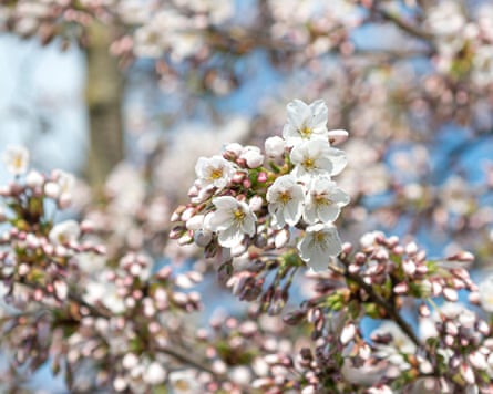Yoshino-Kirsche (Prunus × yedoensis)3DHD8MC Yoshino-Kirsche (Prunus × yedoensis)