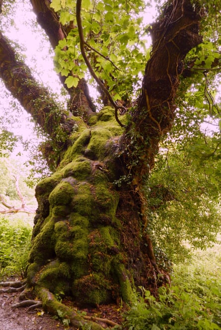 An oak tree in Chirk, Wales.