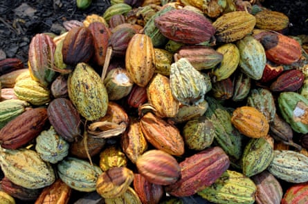 cocoa pods in a pile harvested in madagascar