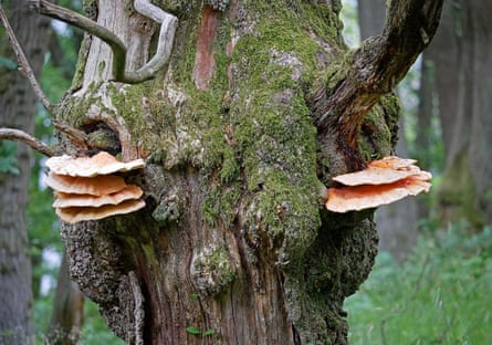 Chicken of the woods bracket fungus digests the dead heartwood of oaks but leaves live sapwood intact, creating hollow trees