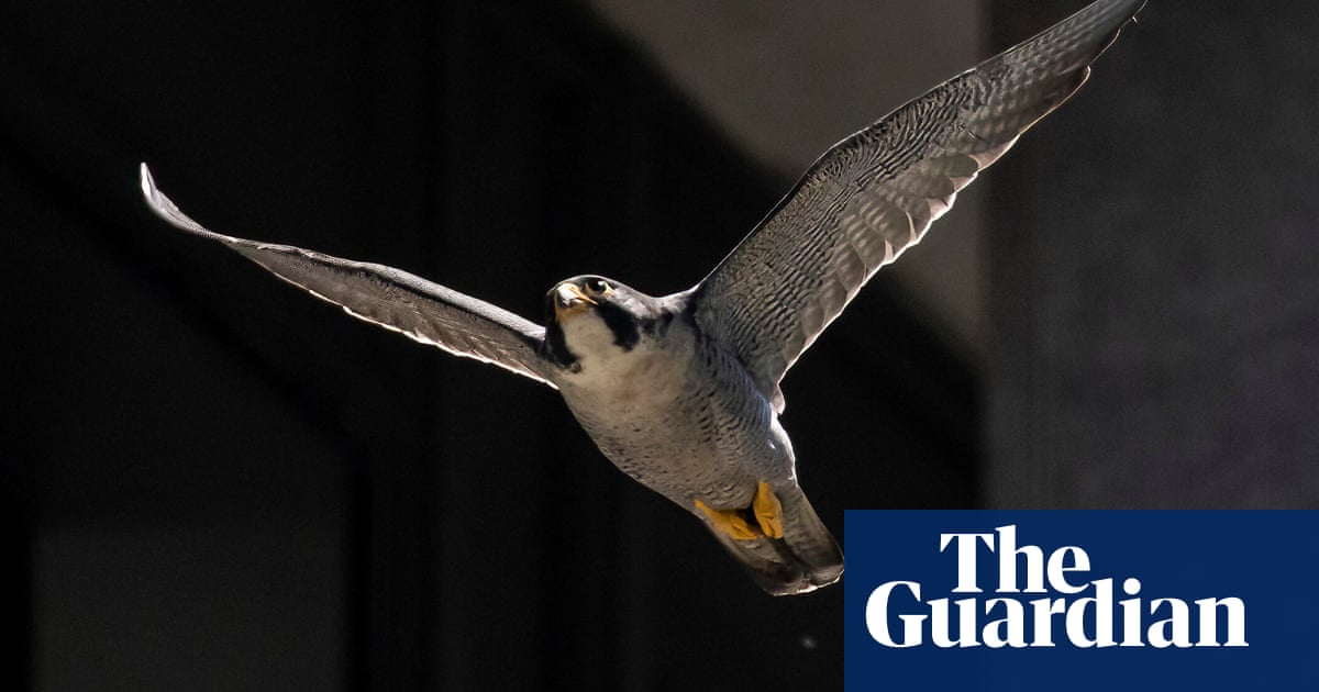 Young country diary: Peregrine v pigeon? There's only one winner | Olivier