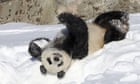 Finland zoo will return its giant pandas to China, blaming inflation