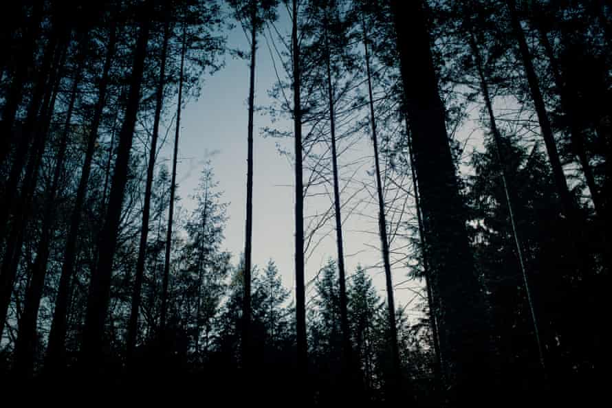 Night falls in woodland near Dartington, Devon