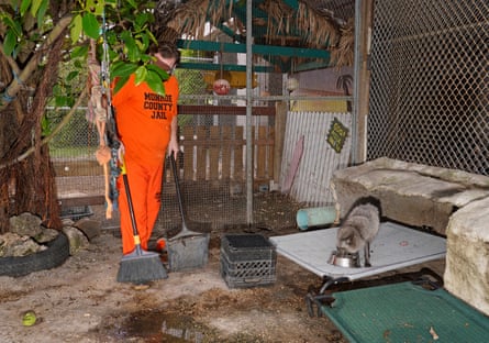 A man in orange uniform cleaning out a fox enclosure at the Monroe County detention centre’s zoo.